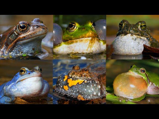 Nature sounds – European frog calls