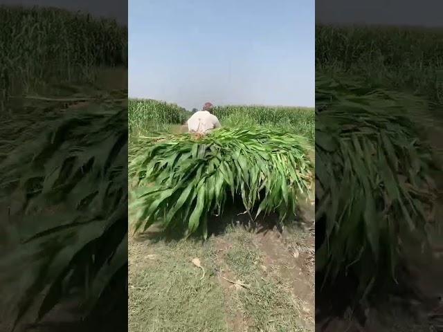 Pakistan kisan / village life