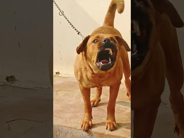 dog sound dog barking loud#shorts #viralshorts #trendingshorts