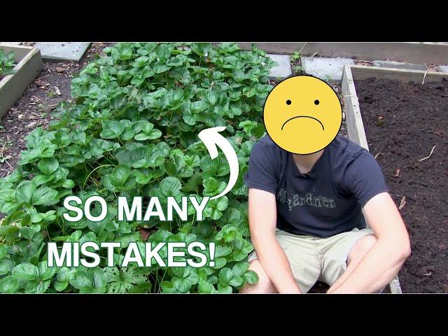 EVERYTHING I wish I Knew When I First Planted Strawberries