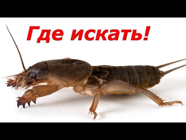 Наживка на сома. Медведка. Капустянка. Gryllotalpa. Как поймать медведку.