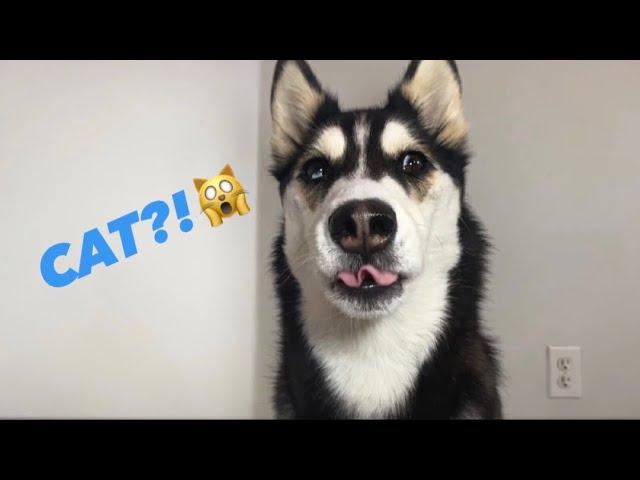 My Talking Husky Answers Your Questions! (She Beat Up Alexa)