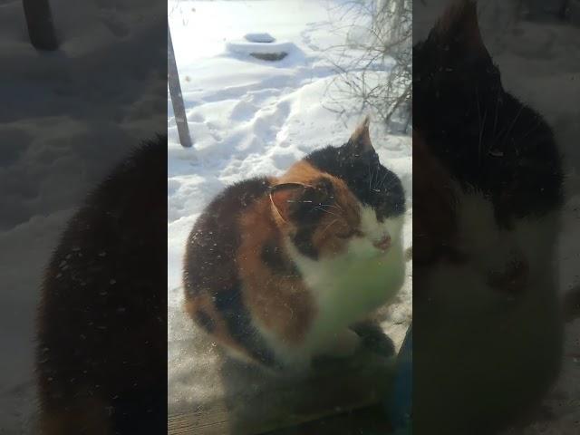Кошка на окошке