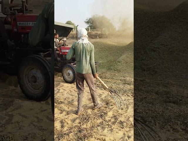 Process of harvesting peanuts on my farm #farming #farmer #agriculture #farmersfamily