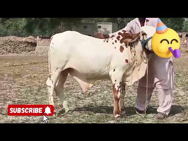 Cute baby goat|cute cow#goat#cow#viralvideo