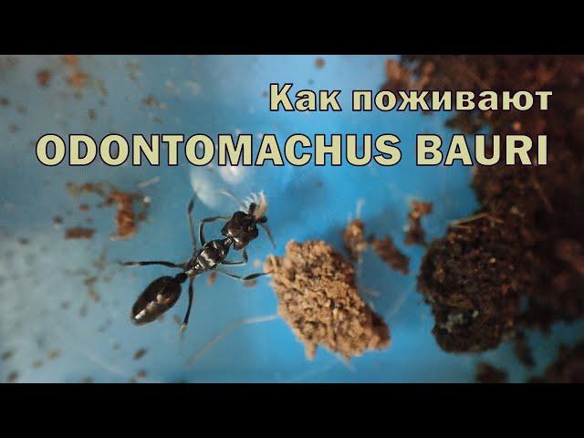 Odontomachus bauri. Как поживают.