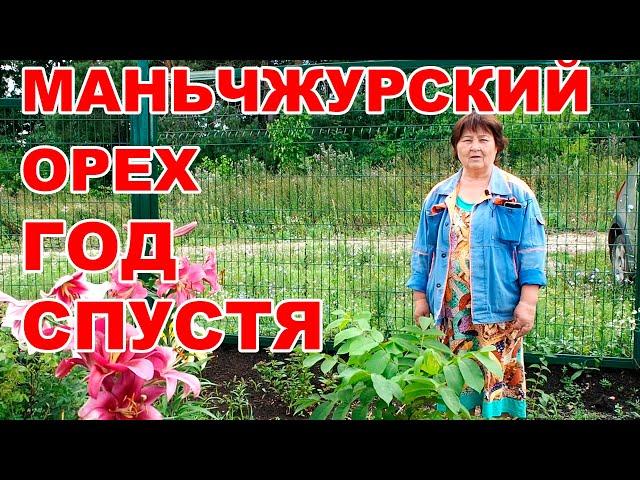 Как вырастить маньчжурский орех на Южном Урале - #2