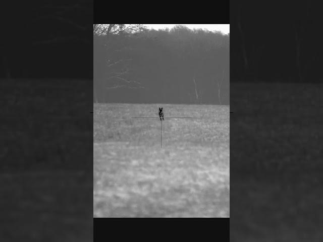 @FOXPROINC  #hunting #youtubeshorts #shortvideo #shorts