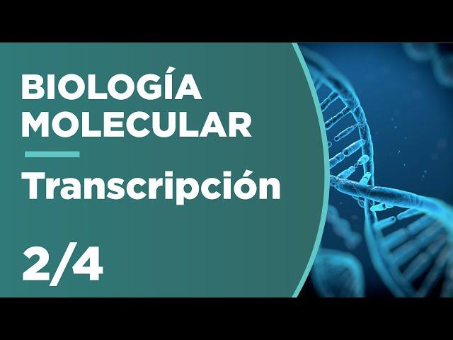 TRANSCRIPCIÓN | Biología Molecular 2/4