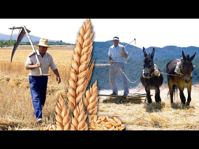 The reapers. Hard work of mowing and threshing to obtain wheat grain for consumption