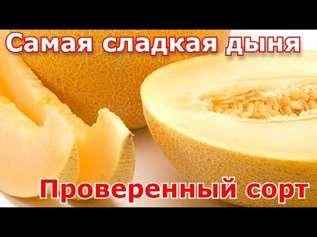 САМАЯ СЛАДКАЯ ДЫНЯ