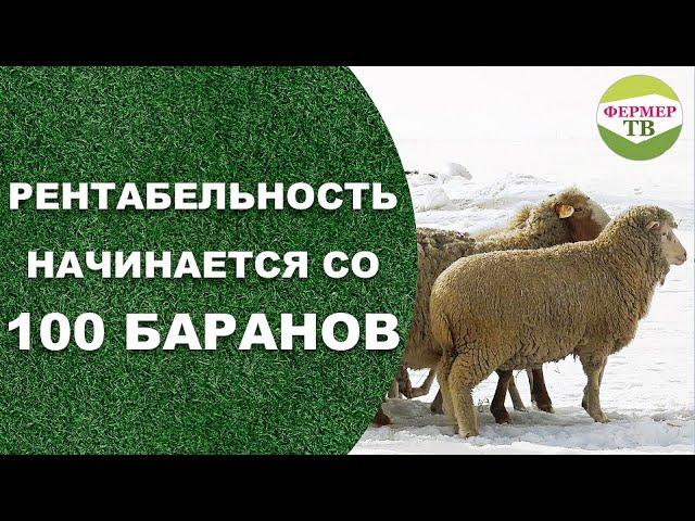 Рентабельность начинается со 100 баранов