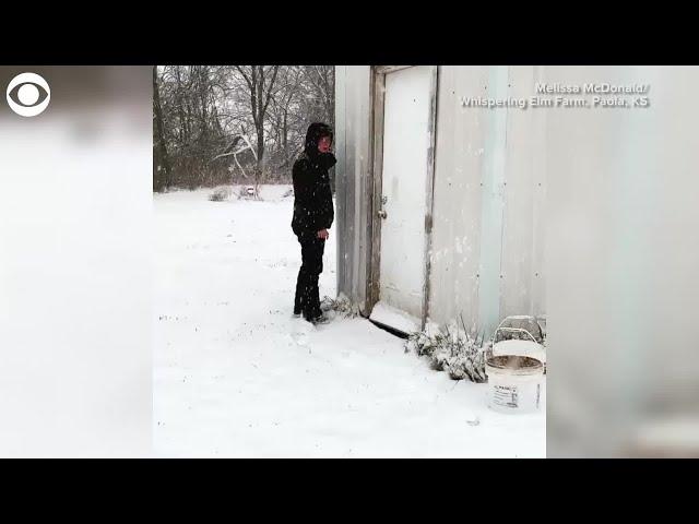 Ducks say 'no' to snow