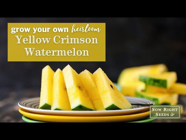 Sow Right Seeds | Yellow Crimson Watermelon