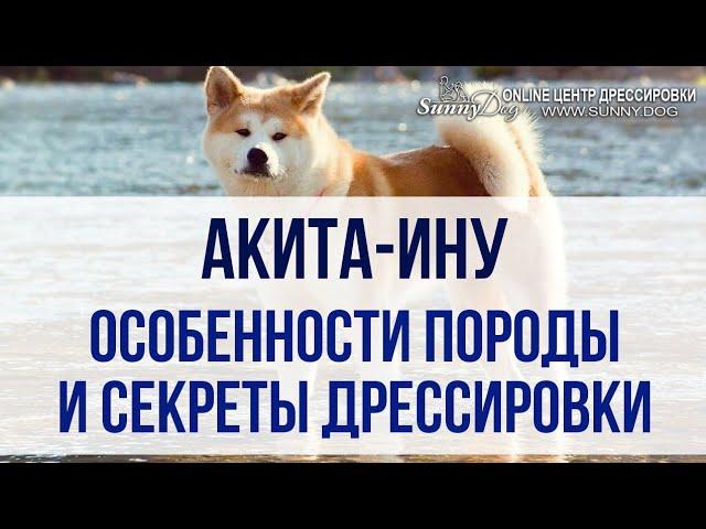 Как дрессировать акиту? Особенности и секреты дрессировки породы акита ину