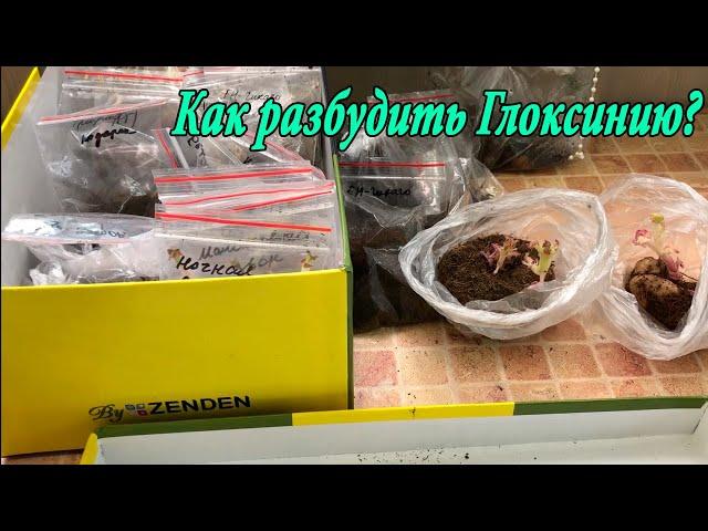 Не просыпается глоксиния. Как разбудить клубень глоксинии?