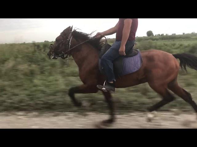 Yorga Atlar Coşar (Gəncə) Maraqli Videolari gonderin: WhatsApp +79266206463