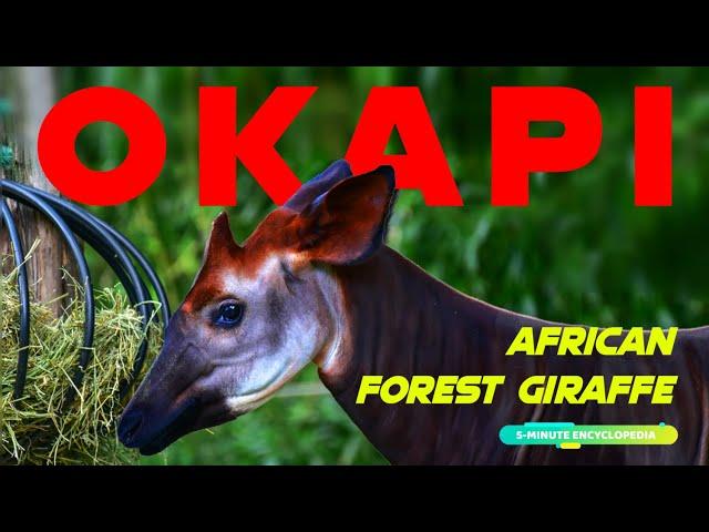 OKAPI the forest giraffe from Africa! - 5-Minute Encyclopedia