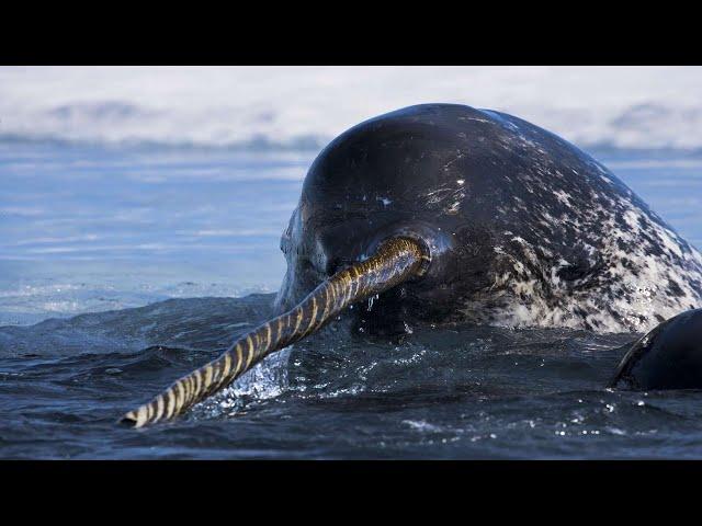 Narwhal - The Unicorn Of The Sea / Documentary