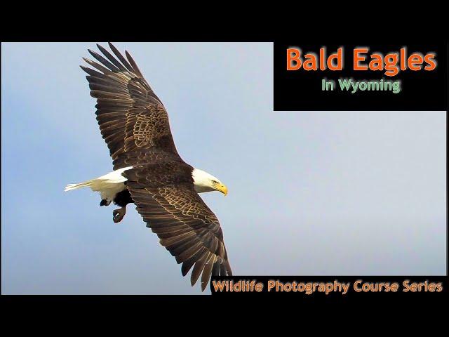 How to photograph Bald Eagles in Wyoming