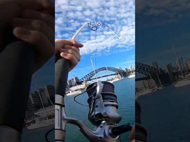 Crazy fight near the harbour bridge #fishing #fishingaustralia #sydneyfishing #fish #fishinglife