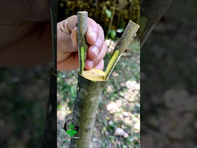 How to graft fruit plants grafting techniques #shorts #asmr #relaxing #satisfying