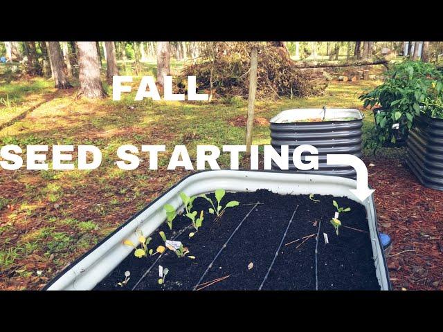 What I'm Planting This Fall in my Raised Bed Garden