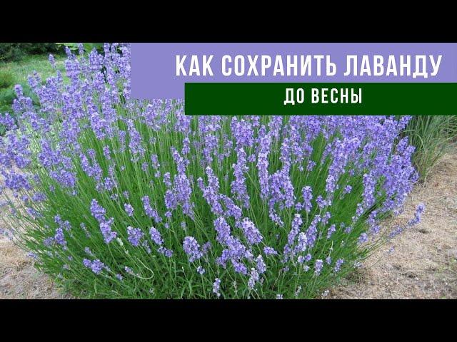 КАК УКРЫТЬ ЛАВАНДУ НА ЗИМУ | Простой способ подготовки лаванды к зиме