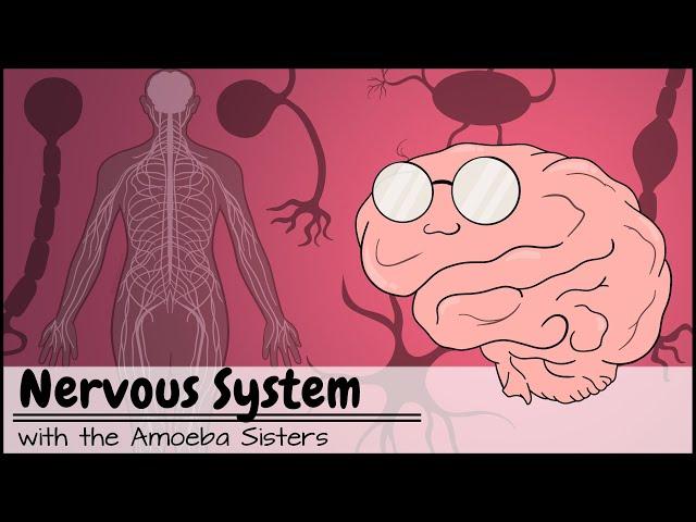 Nervous System