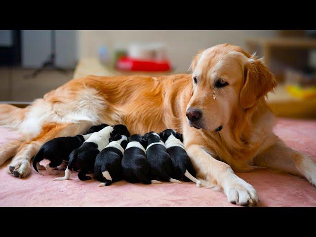 After the dog gives birth, the veterinarian realizes that these are not puppies!