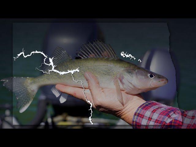 Walleye Status Update - Lake Sakakawea - Lake Oahe and Missouri River - Devils Lake