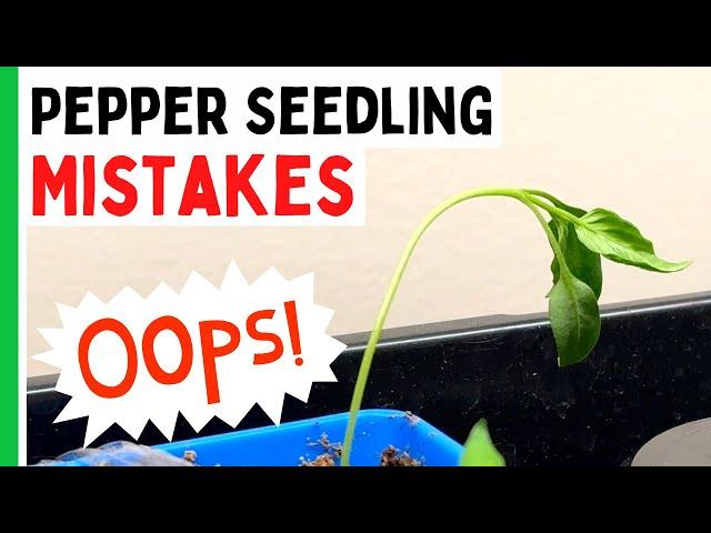 5 Pepper Seedlings Mistakes You Don't Want To Make - Pepper Geek