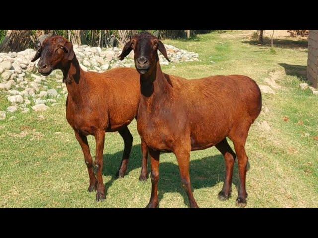 Gissar Elite Sheep of Uzbekistan for sale