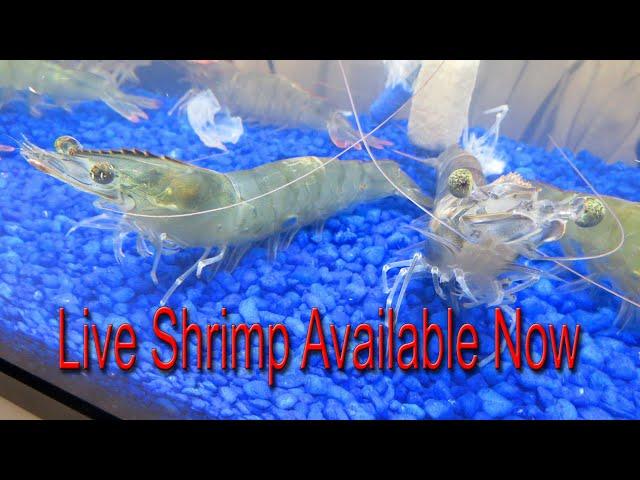 "Live Shrimp Available Now"  Point-Of-Sale Marketing Video