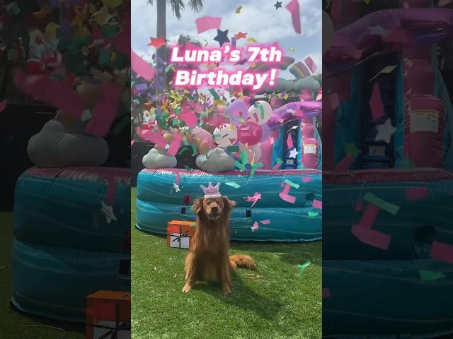 I threw a HUGE birthday party for my dog! #goldenretriever #dogbirthday #dogparty