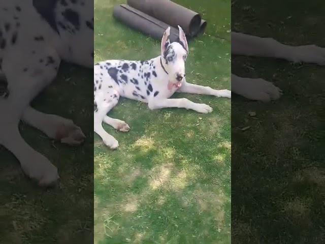 Great dane pure show quality grade dane 6 month puppy best quality