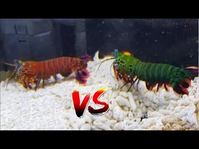 Giant Mantis Shrimp VS Super-Red Mantis Shrimp *EPIC BATTLE*