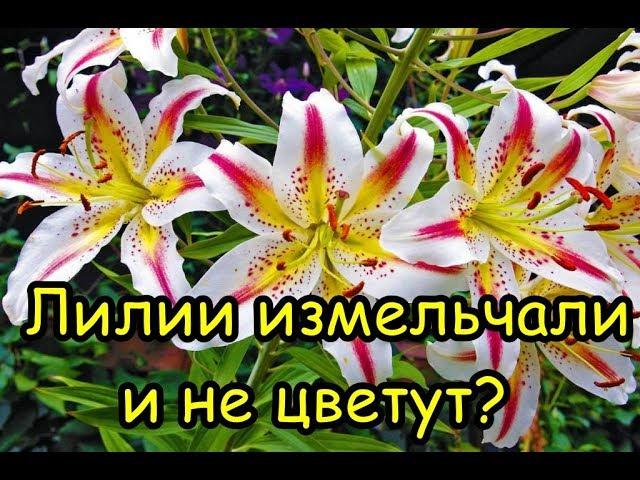 ЛИЛИИ ИЗМЕЛЬЧАЛИ или НЕ ЦВЕТУТ? Вот что нужно сделать!