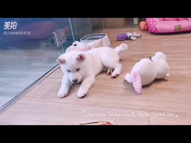 Shiba inu and Mame Shiba inu