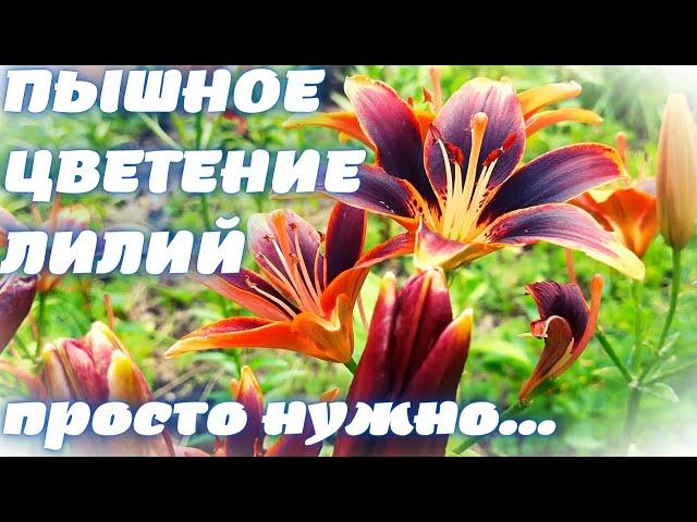 How to feed lilies in spring / Spring feeding lilies