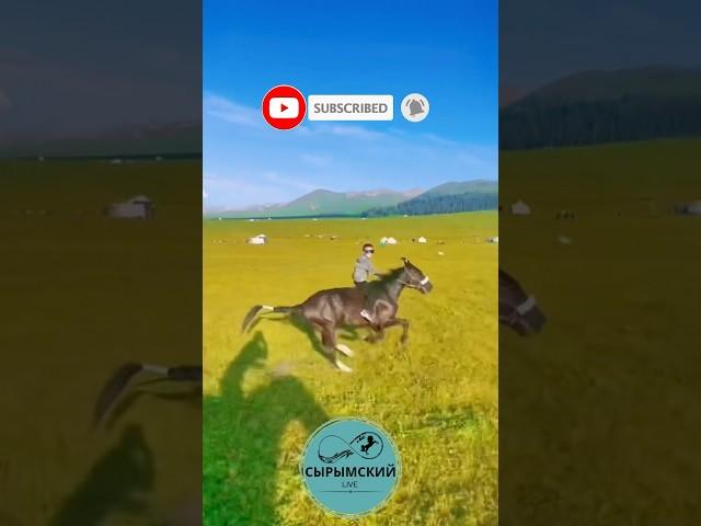 ЭКСКЛЮЗИВ 26. БЫСТРЫЙ СКАКУН #horse #кони #асау #лошади #ат #шабандоз #жылкы