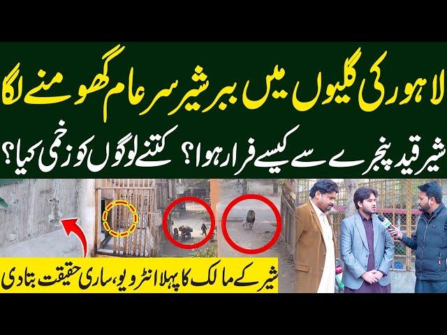 Lion in Lahore Streets | Lahore Main Sher Sar-e-Aam Ghomnay Lga | Dastak TV