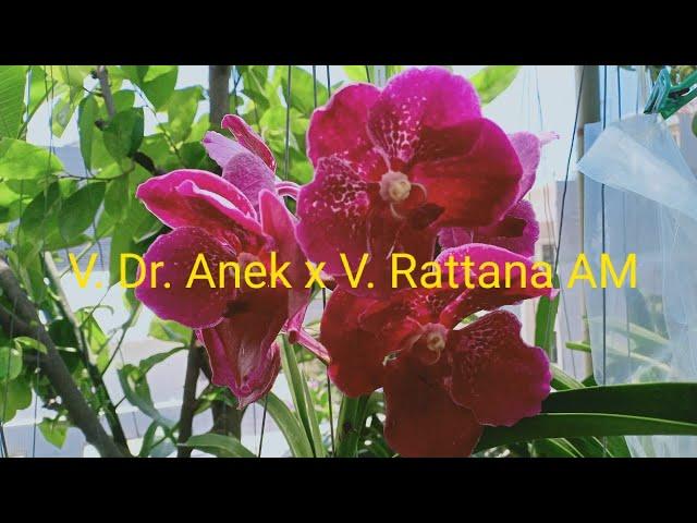 MyCollection #6 : V. Dr Anek x V. Rattana AM