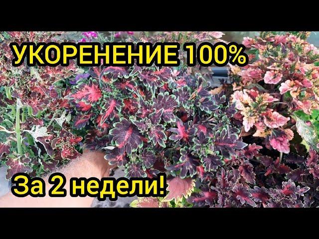 Размножение колеусов черенками - БЫСТРО и ПРОСТО!