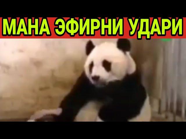 НИМА БУЛДИ УЗИ