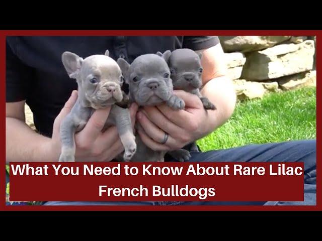 Rare Lilac Coat Color in French Bulldog Puppies!