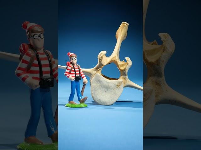 Mouse Vertebrae vs Whale Vertebrae