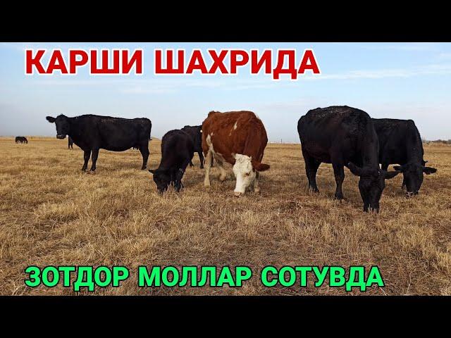 КАРШИ ШАХРИДА ЗОТДОР МОЛЛАР СОТУВДА!ОТ/КУЧКОР/БУКА НАРХЛАРИ 23 НОЯБРЬ  2021