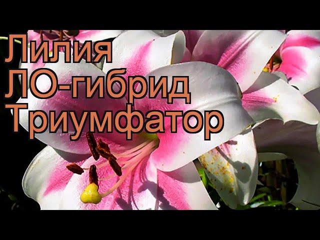 Лилия ло-гибрид Триумфатор  обзор: как сажать, луковицы лилии Триумфатор