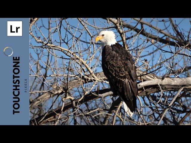 Wildlife Photography - Bald Eagle - Lightroom Tutorial